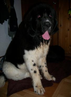Maximus 2