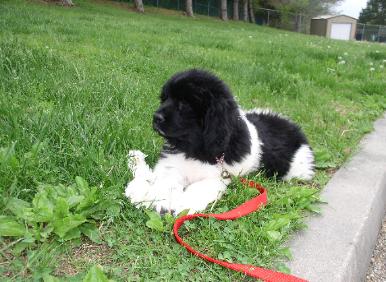 Misha 1