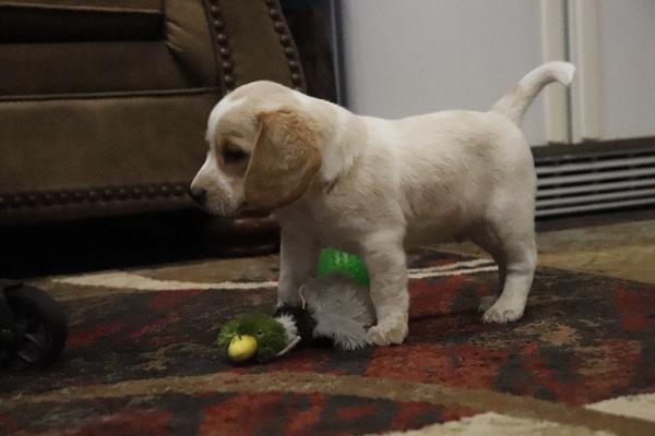 Nipper