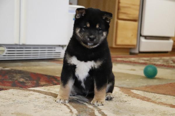 Oreo
