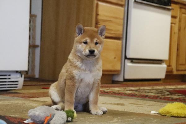 Oscar