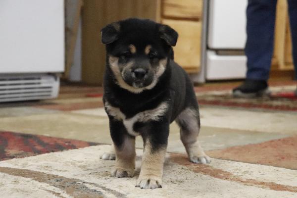 Otto