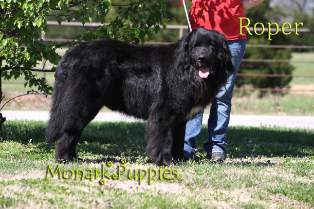 Roper