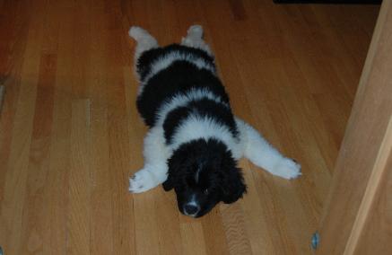 Roxie