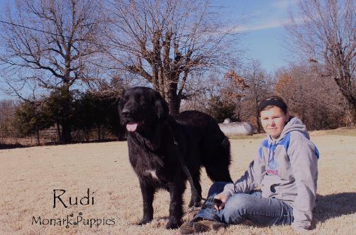 Rudi