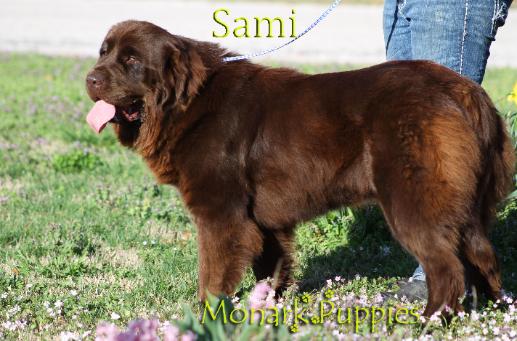 Sami