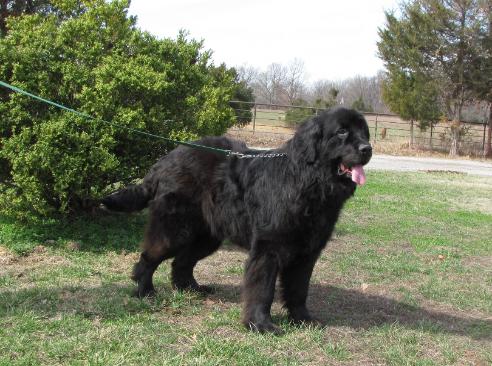 Sampson