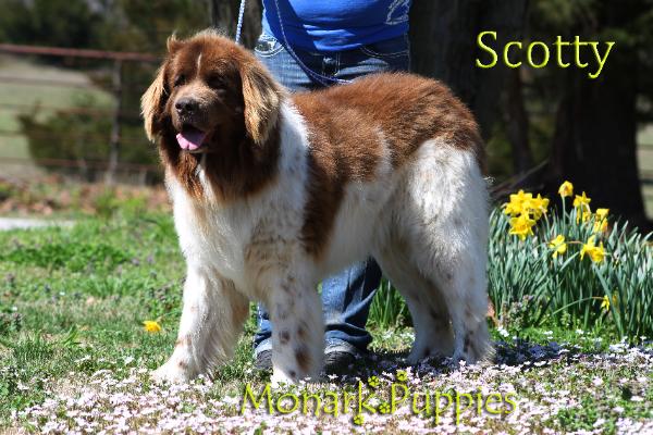Scotty