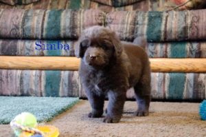 Simba