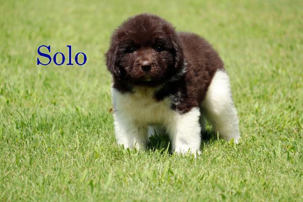 Solo