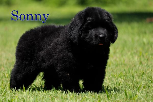 Sonny