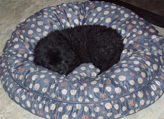 Sophie CA 3