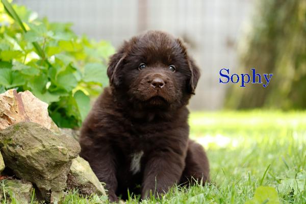 Sophy