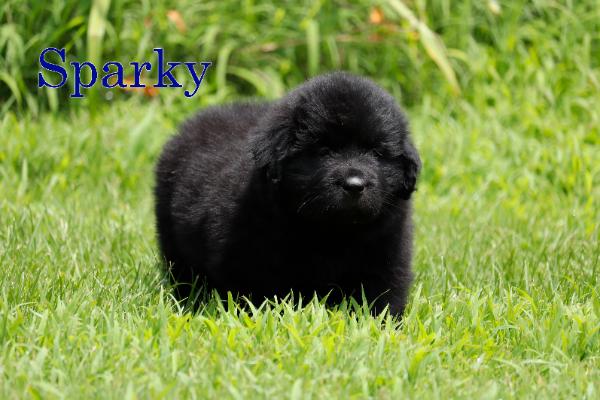 Sparky