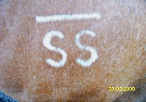 Ss brand