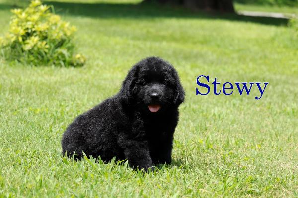 Stewy