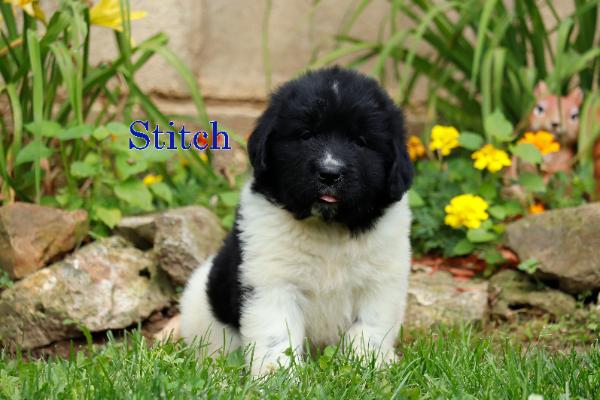 Stitch
