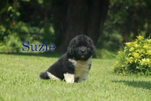 Suzie