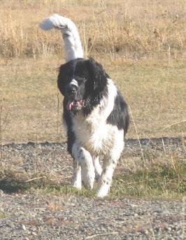 Tess 1