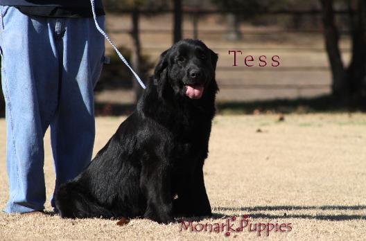Tess