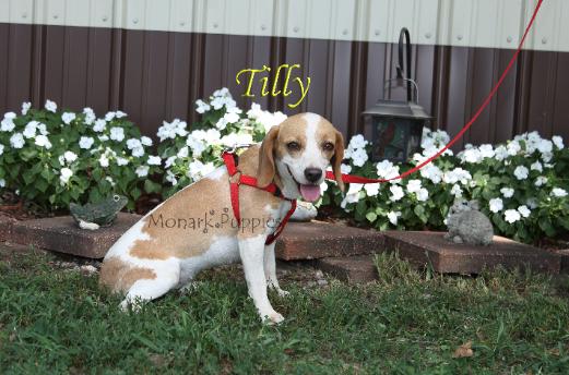 Tilly