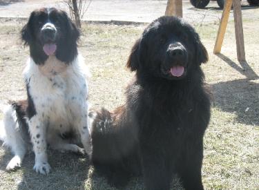 Tonka & Tess