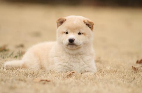 Toyo