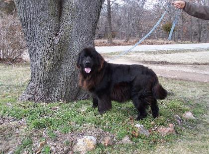 Tuffy