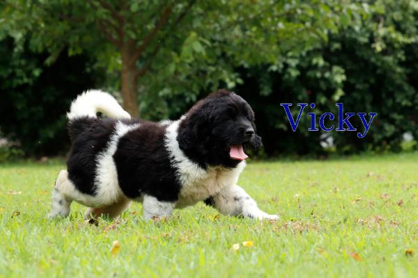 Vicky