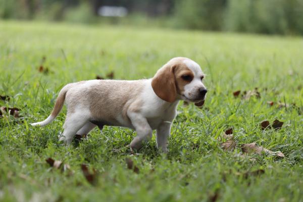 Wilbur