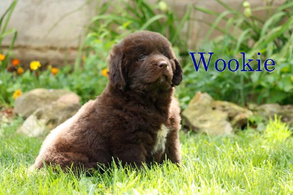 Wookie