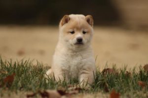 Yoshi