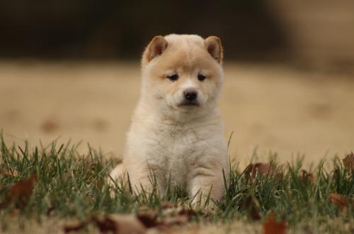 Yoshi