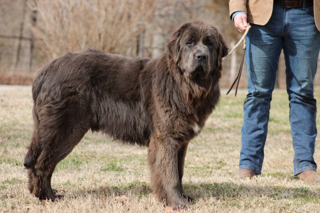 comet