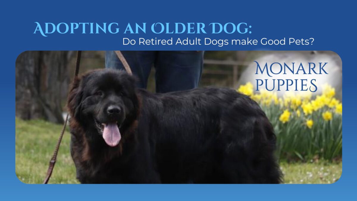 Adopting An Older Dogdo Retired Breeding Dogs Make Good Pets 3